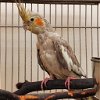 adoptable Bird in kanab, UT named Peggy