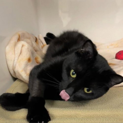 Molly, an adoptable Domestic Short Hair in Kanab, UT