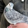 adoptable Bird in kanab, UT named Pigeot 282