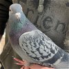 adoptable Bird in kanab, UT named Queenie 201