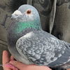 adoptable Bird in  named Spade 211