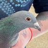 adoptable Bird in kanab, UT named Monica 214