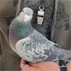 adoptable Bird in kanab, UT named Archimedes 263