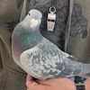 adoptable Bird in , UT named Archimedes 263