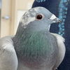 adoptable Bird in  named Tundra 274