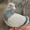 adoptable Bird in kanab, UT named Octavo 292