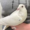 adoptable Bird in  named MJ 210