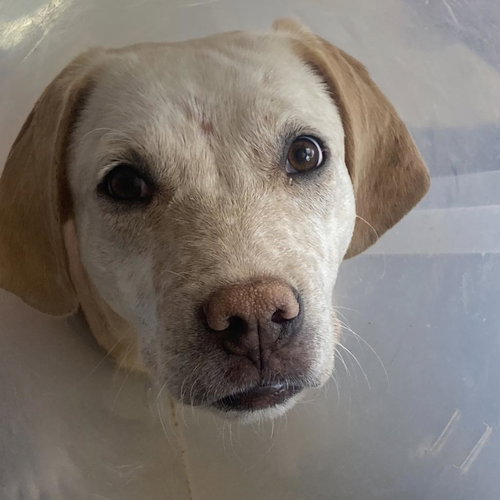 Julian, an adoptable Labrador Retriever in Kanab, UT