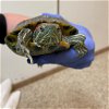 adoptable Turtle in , UT named Kyle
