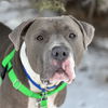 adoptable Dog in  named Widget