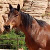 adoptable Horse in kanab, UT named Banjo