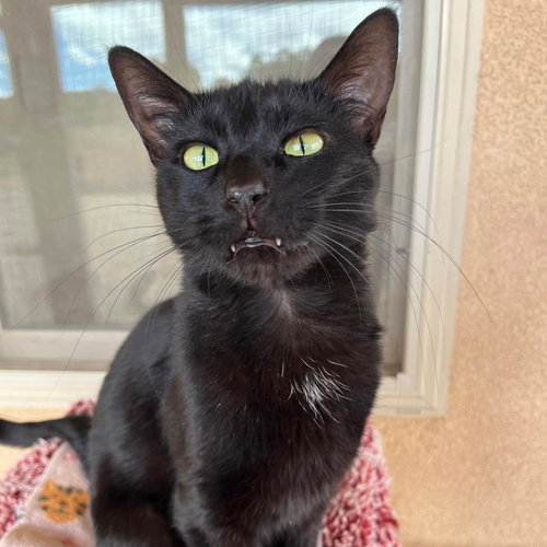 Mar-Mar, an adoptable Domestic Short Hair in Kanab, UT