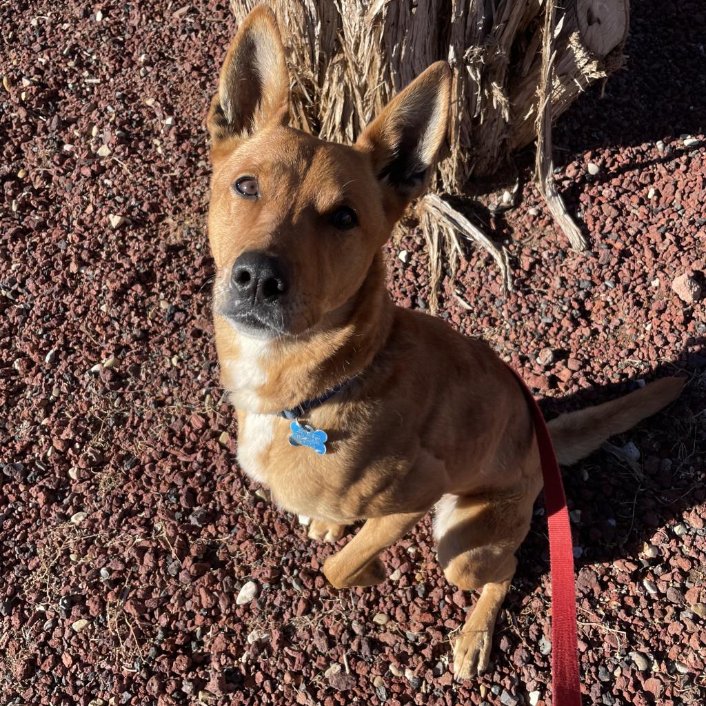 Adoptable Female Female