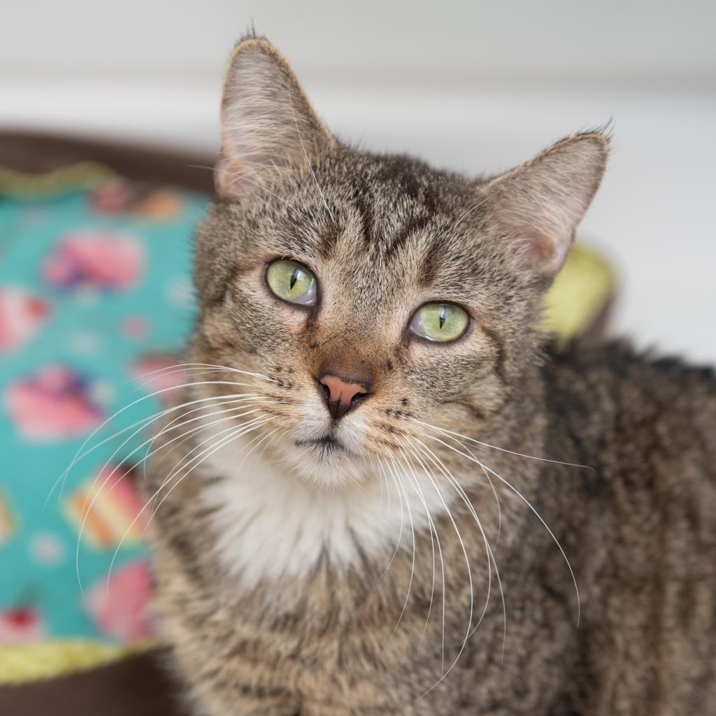 adoptable Cat in Kanab, UT named Blakely
