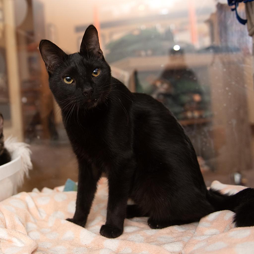 Adoptable Male Male