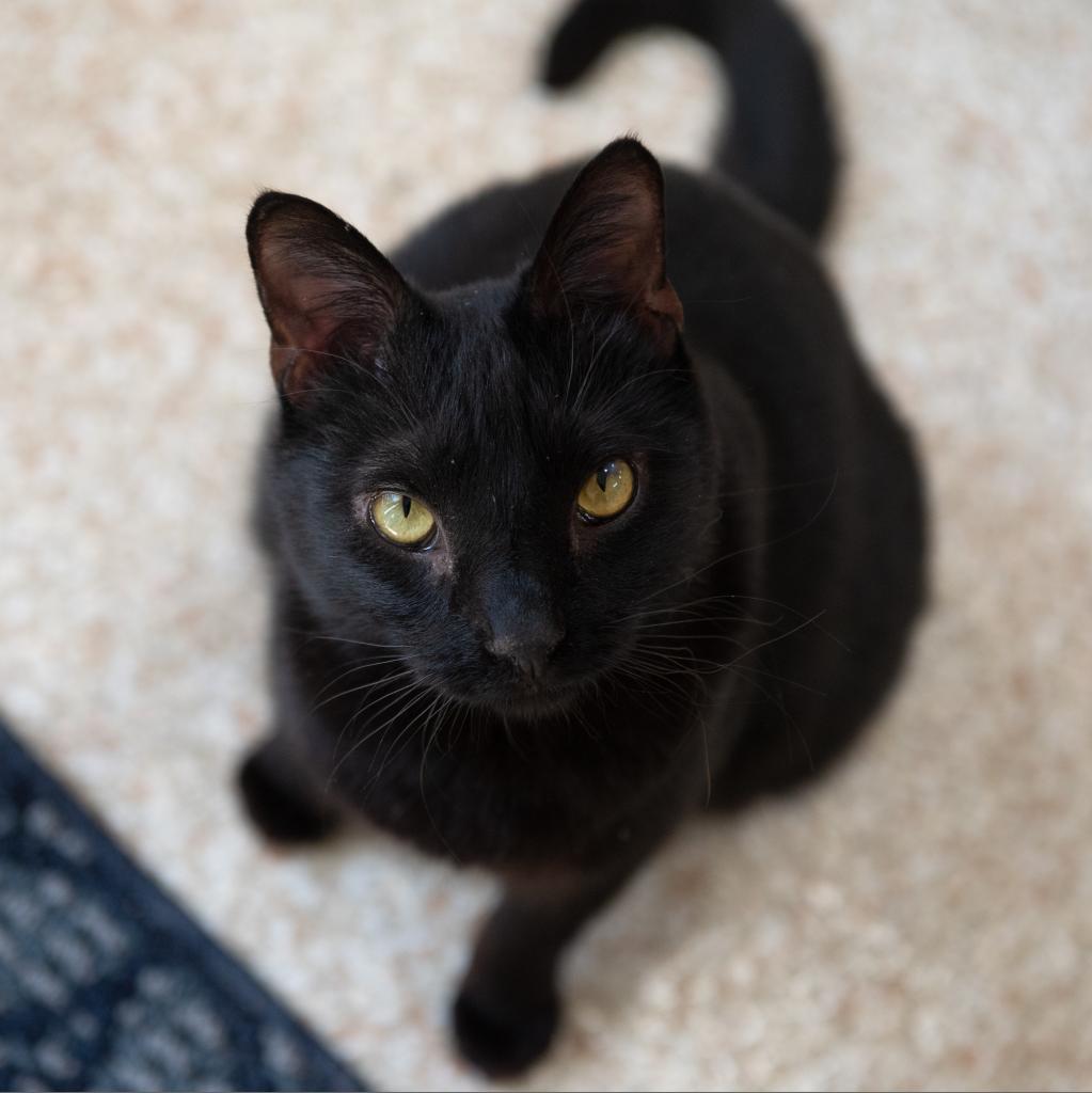 Adoptable Male Male