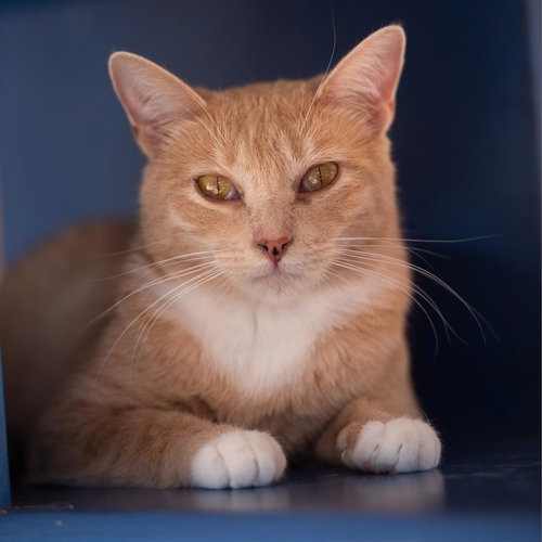 Maybelline, an adoptable Domestic Short Hair in Kanab, UT
