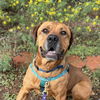 adoptable Dog in kanab, UT named Rev