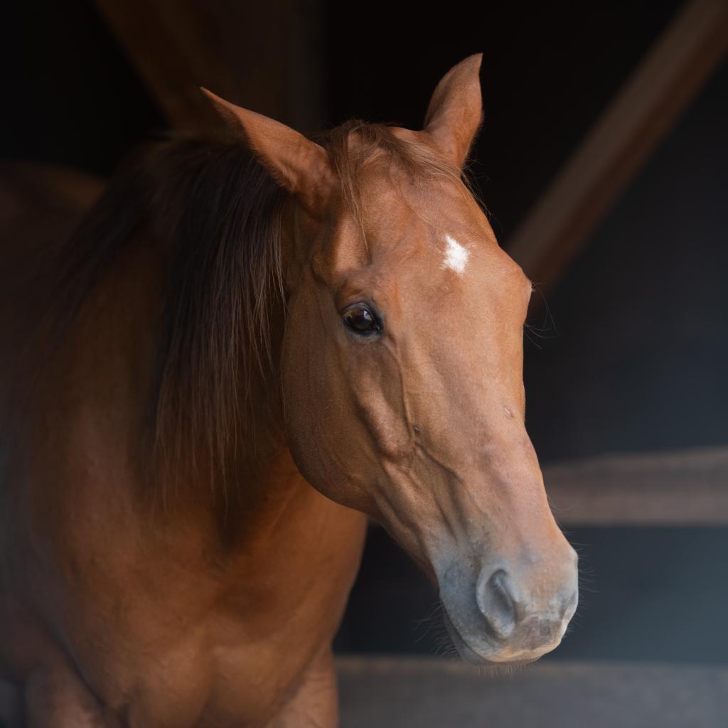 Adoptable Male Male
