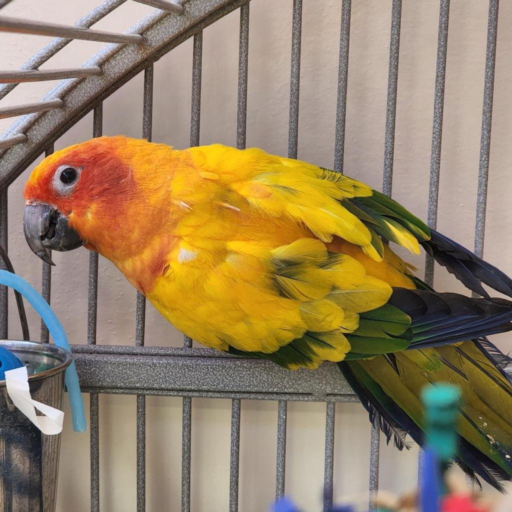 Moby - Conure