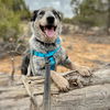 adoptable Dog in  named Zorro