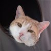 adoptable Cat in , UT named Leo Decatmeow