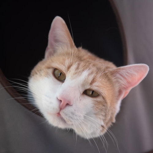 Leo Decatmeow, an adoptable Domestic Short Hair in Kanab, UT