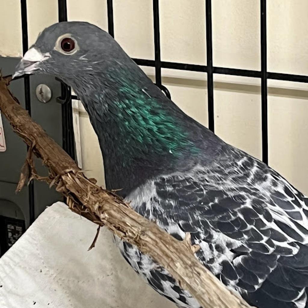 Nurp - Pigeon