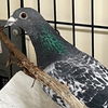 adoptable Bird in kanab, UT named Nurp 461