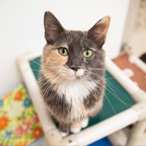 Leslie, Adult Domestic Medium Hair / Manx / Mixed, cat for adoption in Kanab, Utah