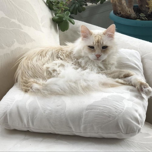 Elowen, Senior Domestic Long Hair, cat for adoption in Kanab, Utah