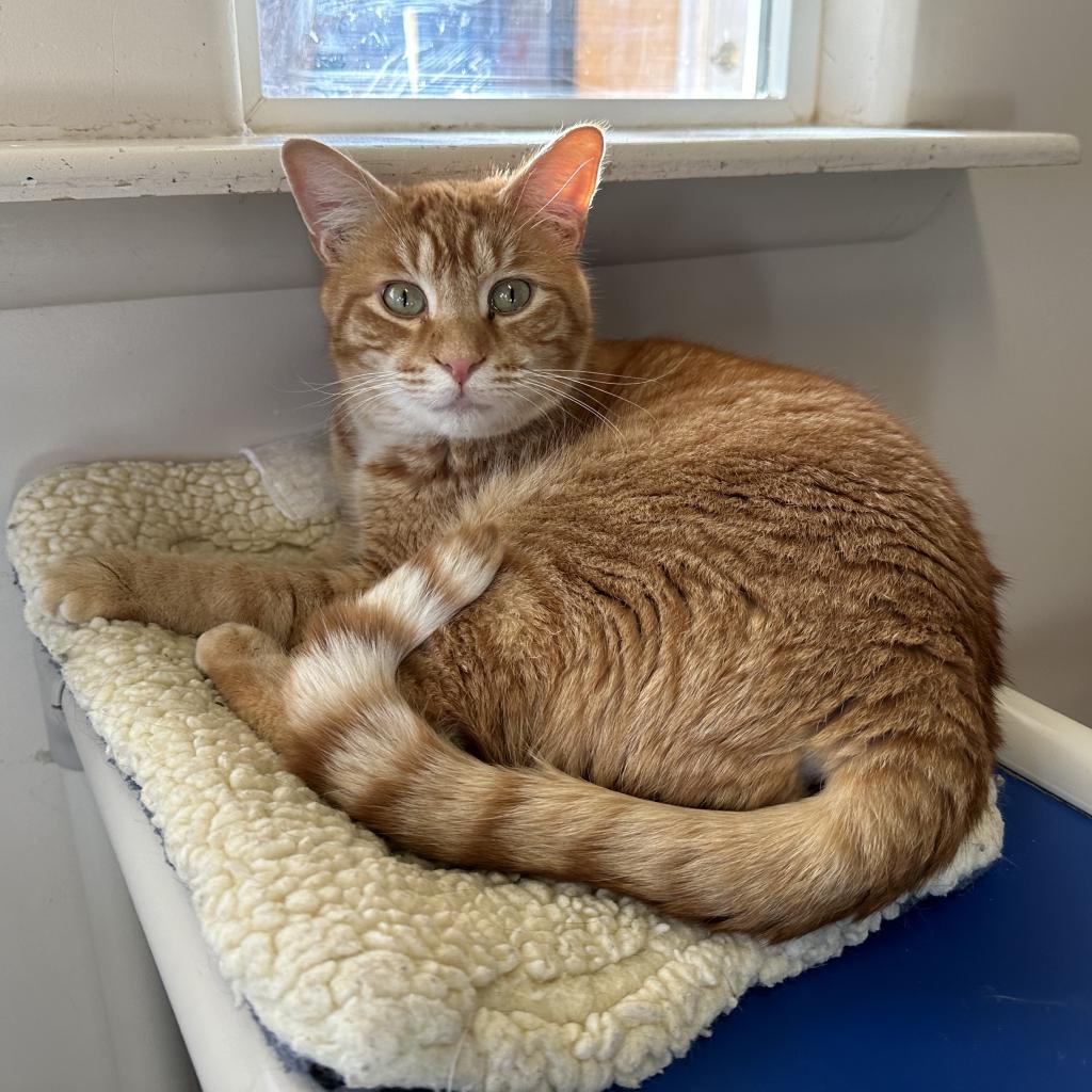 Gnocchi - Domestic Short Hair