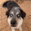 adoptable Dog in kanab, UT named Archo