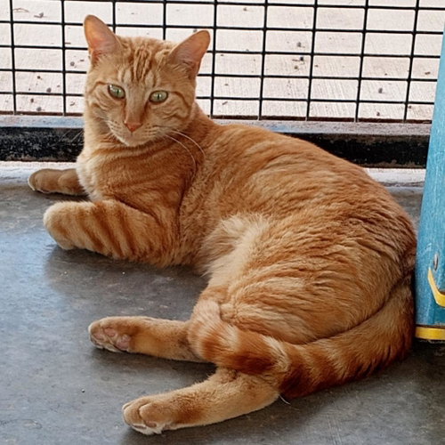 Mackerel, Adult Domestic Short Hair, cat for adoption in Kanab, Utah