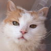 adoptable Cat in  named Wesson