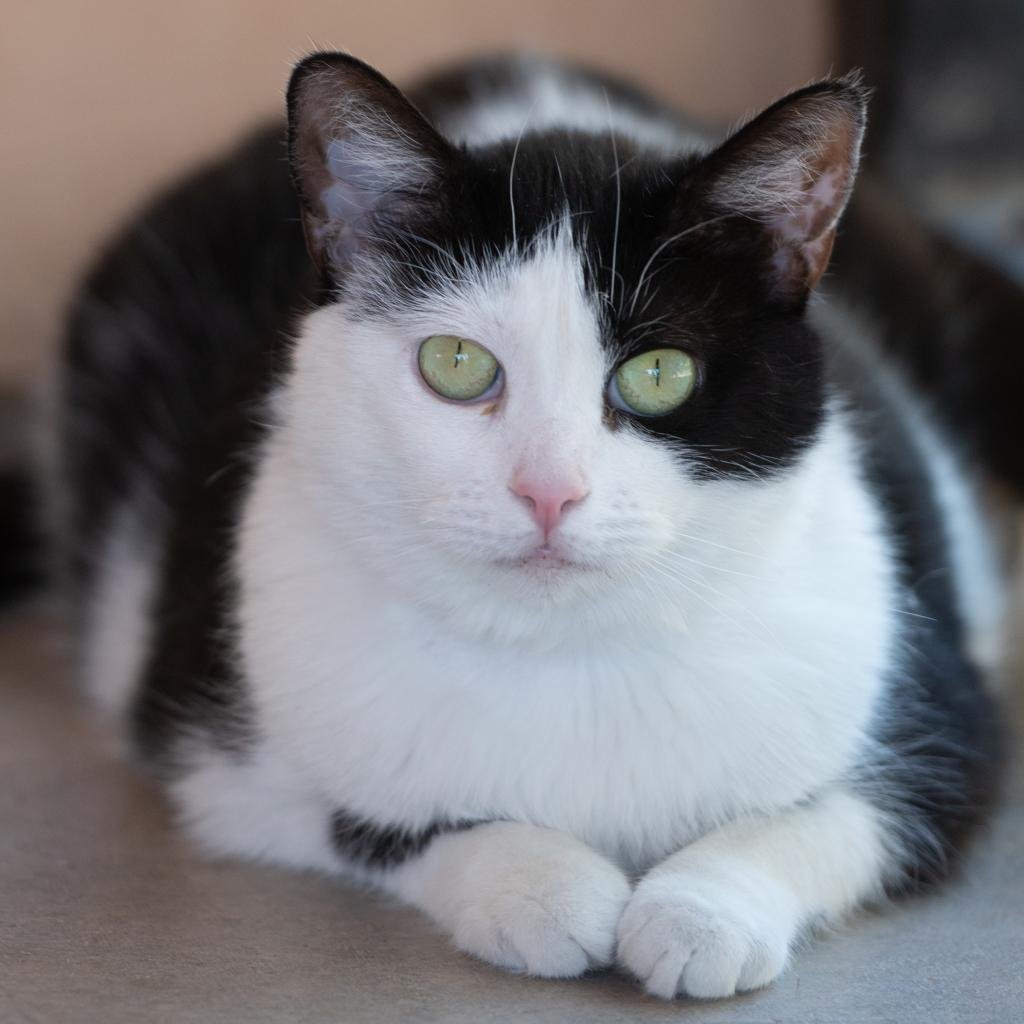 adoptable Cat in Kanab, UT named Avalynn
