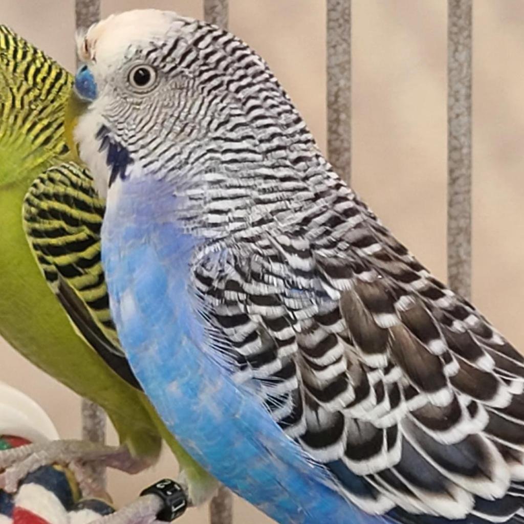 Couscous - Parakeet - Other