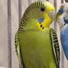 adoptable Bird in Kanab, UT named Quinoa