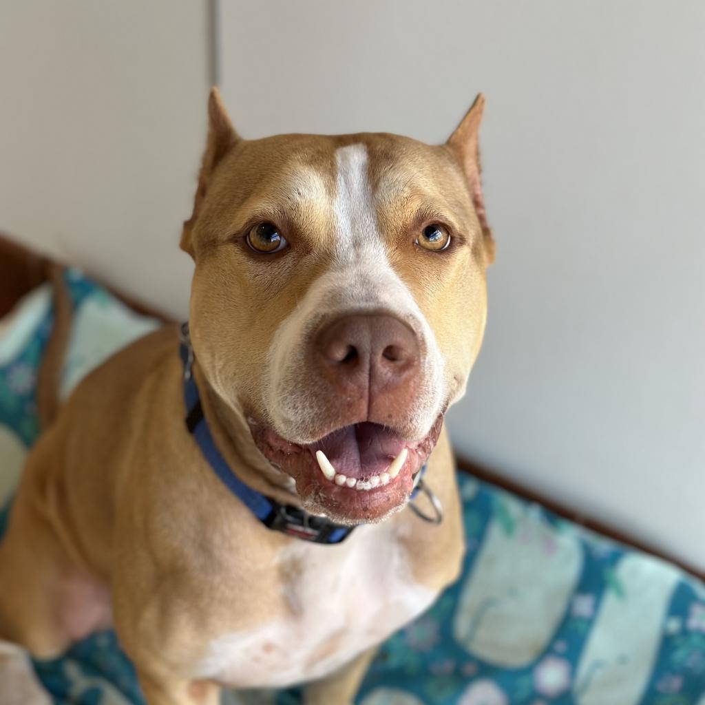 Dog adoption in Kanab, UT 84741: American Pit Bull Terrier / Mixed Dog ...