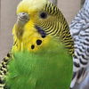 adoptable Bird in Kanab, UT named Yucca