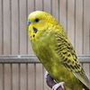 adoptable Bird in Kanab, UT named Englemann