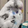 adoptable Bird in Kanab, UT named Mojave