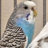 adoptable Bird in Kanab, UT named Scarlet