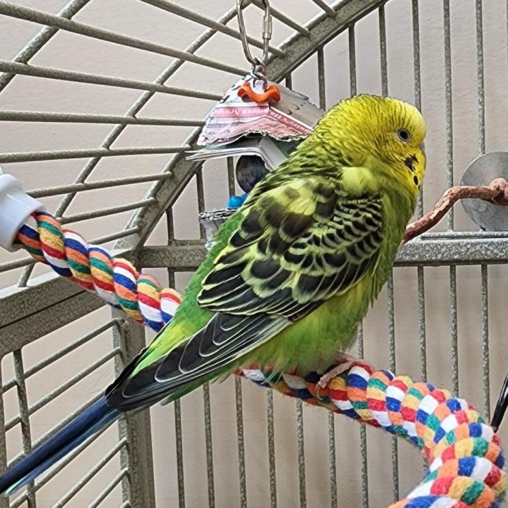 Julip - Parakeet - Other