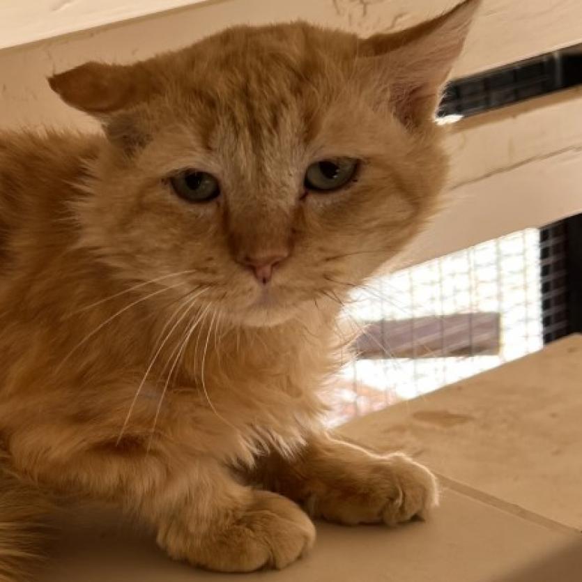 Barry - Domestic Medium Hair