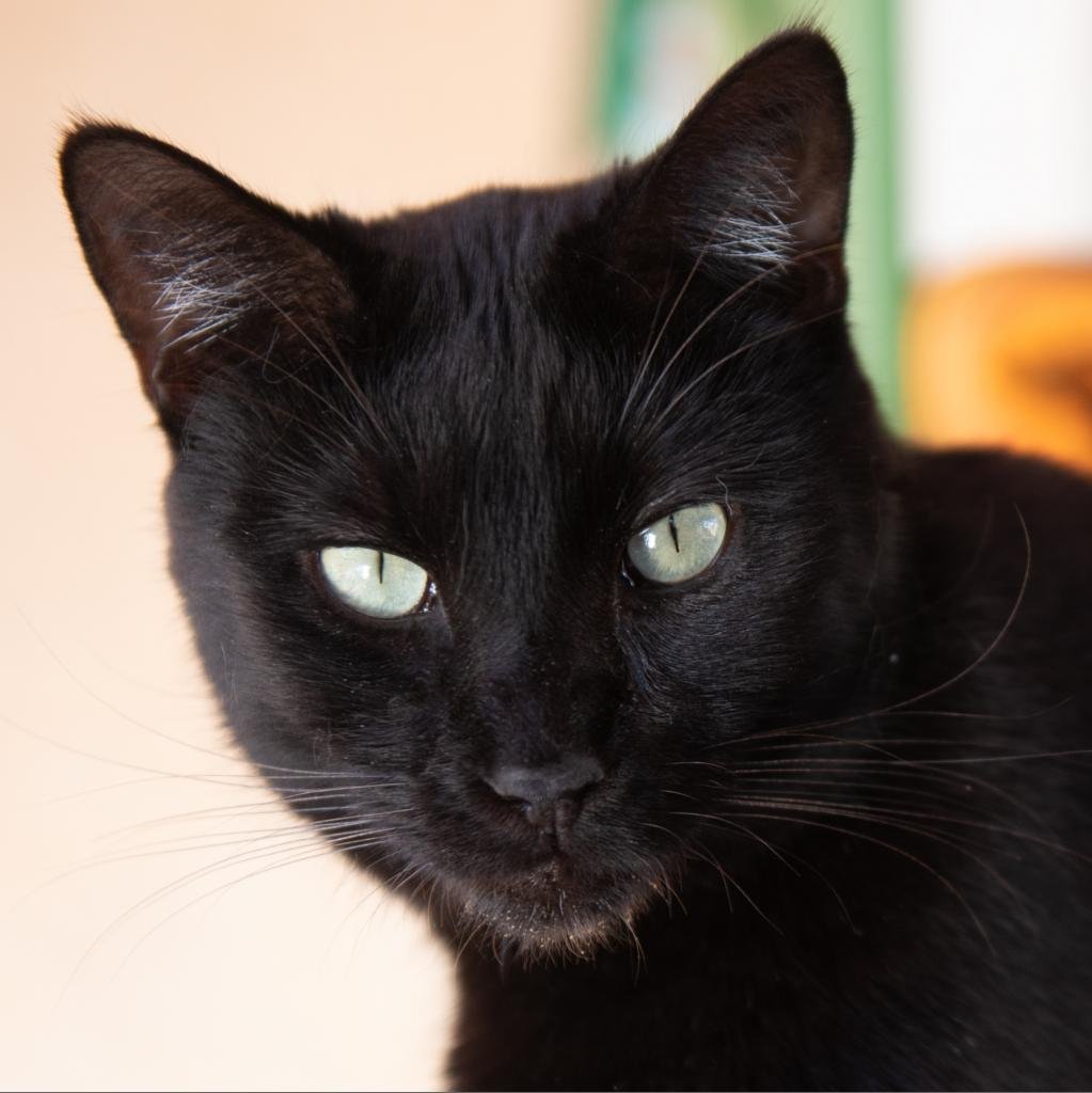 adoptable Cat in Kanab, UT named Norbert