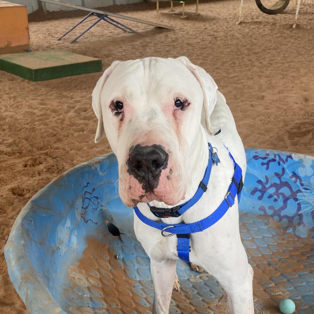 Adoptable Male Male