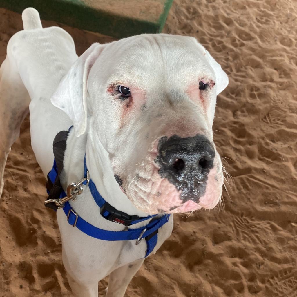 Adoptable Male Male
