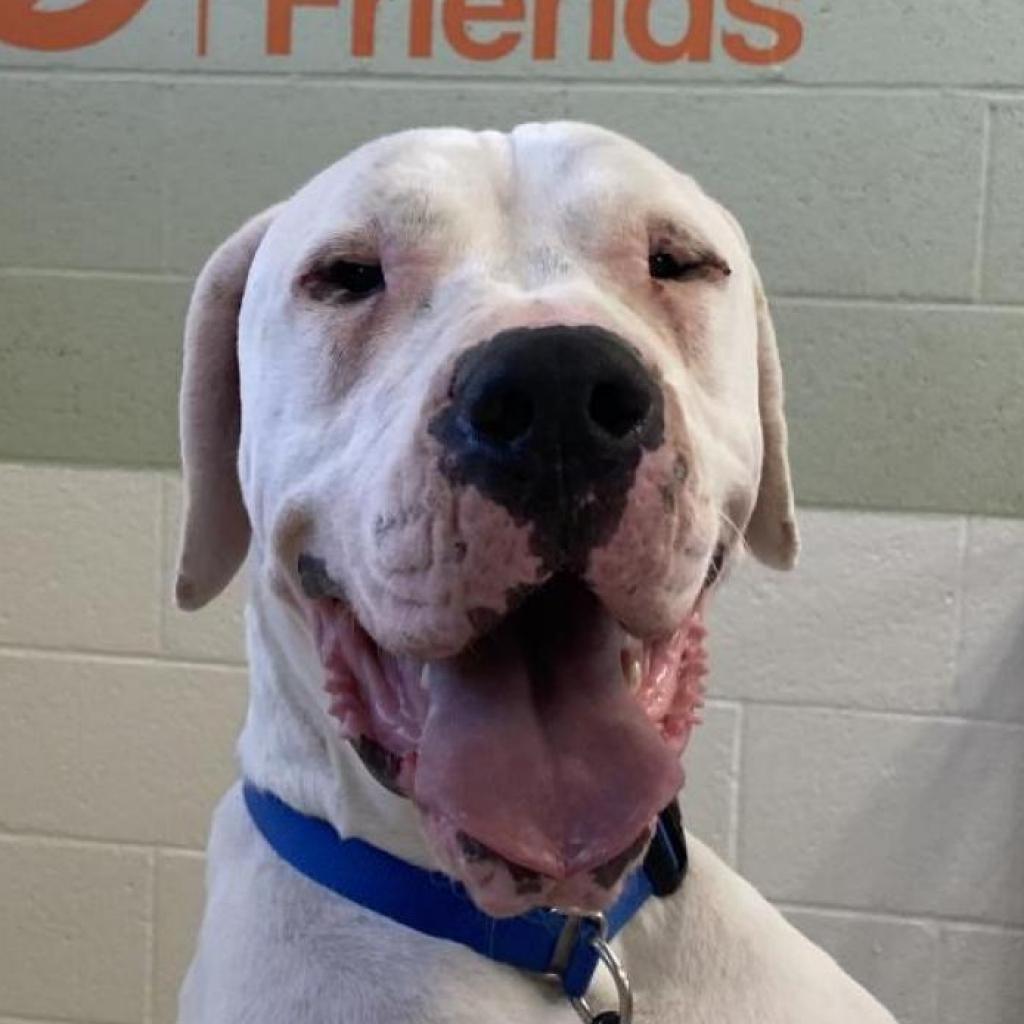 Adoptable Male Male