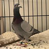 adoptable Bird in kanab, UT named Quintus 205